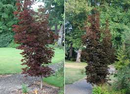 Great tree for a small yard with its narrow form. Acer Platanoides Crimson Sentry Landscape Plants Oregon State University