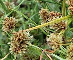 Image result for Cyperus squarrosus