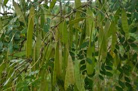 Image result for Albizia procera