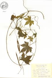 Image result for Achariaceae