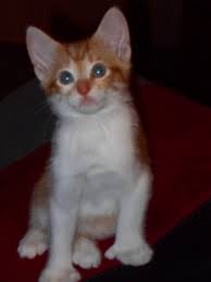 Polydactyl Or Mitten Cat Our Kitten Cooper 6 Toes Sometimes Called A Hemingway Cat Hemingway Cats Cute Animals Cats