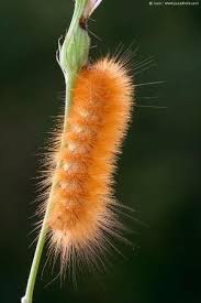 Black And Red Fuzzy Caterpillar Ontario What An Interesting Orange Caterpillar Is A Caterpillar An Insect Since It Will Be A Butterfly Fuzzy Caterpillar Beautiful Bugs Bugs And Insects