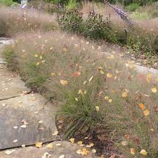 Image result for Eragrostis macrochlamys