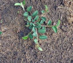 Image result for Alysicarpus zeyheri