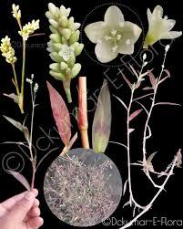 Image result for Persicaria barbata