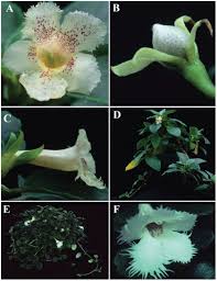 Episcia punctata () , linnaea 34: A New Species Of Alsobia Gesneriaceae From Belize With A Synopsis Of The Genus