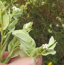 Image result for Olacaceae