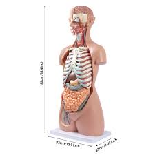 Tronco Humano para Órgãos Internos