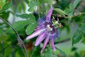 Image result for Passiflora suberosa