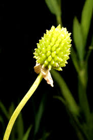 Image result for Ranunculus oreophytus