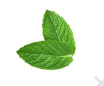 fresh mint leaves fresh mint leaf min 1589702 png images pngio fresh mint leaves fresh mint leaf