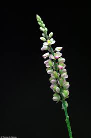 Image result for Polygala transvaalensis