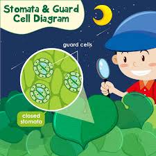 Check spelling or type a new query. Diagram Showing Stomata And Guard Cell Diagram Illustration Tasmeemme Com