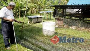 Bile hari cuti aktiviti selepas jam 7 pagi keluarkan ayam dari reban, bagi ayam. Habis Itik Aku Dibaham Babi