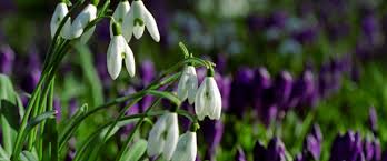 Lente synonyms, lente pronunciation, lente translation, english dictionary definition of lente. Knmi Lente