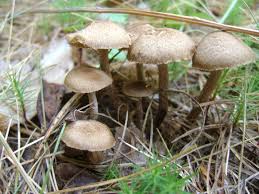 Image result for Inocybe hystrix