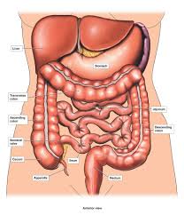 This makes the knowledge about human body is just as important as anything. Diagram Of Stomach And Intestines Anatomie Des Korpers Menschlicher Korper Anatomie Menschliche Anatomie