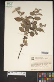 Image result for Sabicea bequaertii