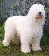 Pin On Russian Dogs