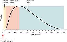 Contraction is an interesting choice of words when it comes to talking about muscles. Muscle Contraction Wikipedia