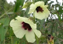 Image result for Hibiscus rhabdotospermus