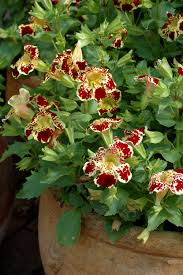 Image result for Mimulus