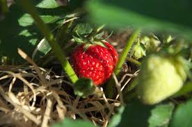 Les fraisiers remontants peuvent fleurir deux fois par an. Comment Planter Et Entretenir Des Plants De Fraises