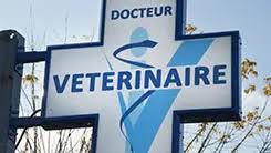 La clinique veterinaire des alyscamps en arles. Veterinaire De Garde L Union 05 61 11 21 31 Urgences 31
