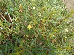 Image result for Dovyalis hispidula