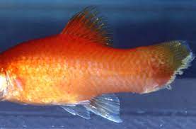 You will have many results for searching for best treatment for fin rot. Identifying Diseases And Deficiency Symptoms Before It S Too Late
