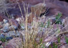Image result for Aristida leucophaea