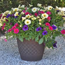 They are a perfect summer flowering plant that needs to be grown annually. 11 Easy Colorful Container Garden Ideas Costa Farms