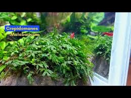 Image result for Crepidomanes