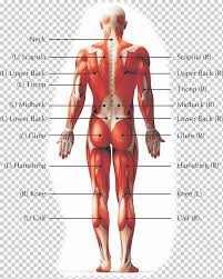 Anatomy, back anatomy, medical & nursing. Pain In Spine Human Back Low Back Pain Human Body Myofascial Release Back Pain Hand Human Anatomy Png Klipartz