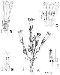 Image result for Exochaenium oliganthum