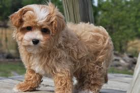 The maltipoo is a cross between a maltese and toy or miniature poodle. Maltipoo Puppies For Sale Affectionate And Loving
