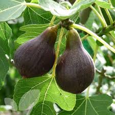 They can withstand short periods. Cold Hardy Fruit Tree Brown Turkey Fig Live Potted Plant Trees Home Garden Worldenergy Ae