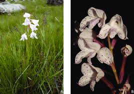 Image result for Neobolusia