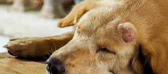 Dogs have an incredibly sensitive sense of smell. Shrinking Tumors Nonsurgically Parsemus Foundation