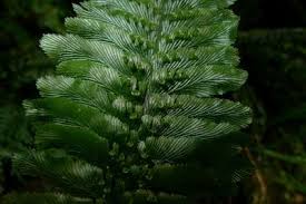 Image result for Polyphlebium