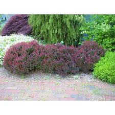 Image result for Barberry
