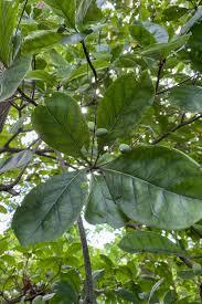 Image result for Terminalia boivinii