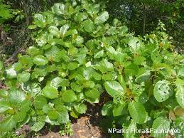 Image result for Guettarda