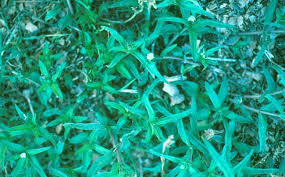 Image result for Eclipta