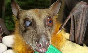 There is no apparent disease in fruit bats. Fruit Bats Are Reforesting African Woodlands