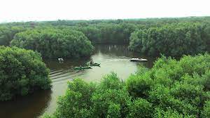 Selain itu hutan bakau biasanya juga banyak ditemukan di kawasan perairan yang berbatasan dengan daratan dengan garis pantai khusus yang banyak. Wisata Hutan Bakau Terbaik Di Indonesia Mldspot