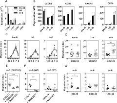 Ccr7 was described initially as a potent leukocyte chemotactic receptor that was later shown to be responsible of directing the migration of dendritic cells (dcs) to the lymph nodes where these cells. Coexpression Of Ccr7 And Cxcr4 During B Cell Development Controls Cxcr4 Responsiveness And Bone Marrow Homing Biorxiv