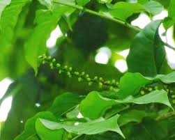 Image result for Aphanamixis