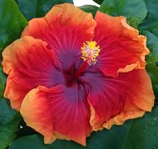 Image result for Hibiscus noldeae