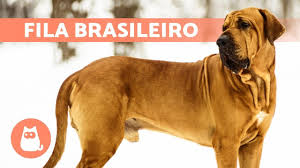 Discover hundreds of ways to save on your favorite products. Fila Brasileiro Dog Breed Characteristics Care And More Youtube